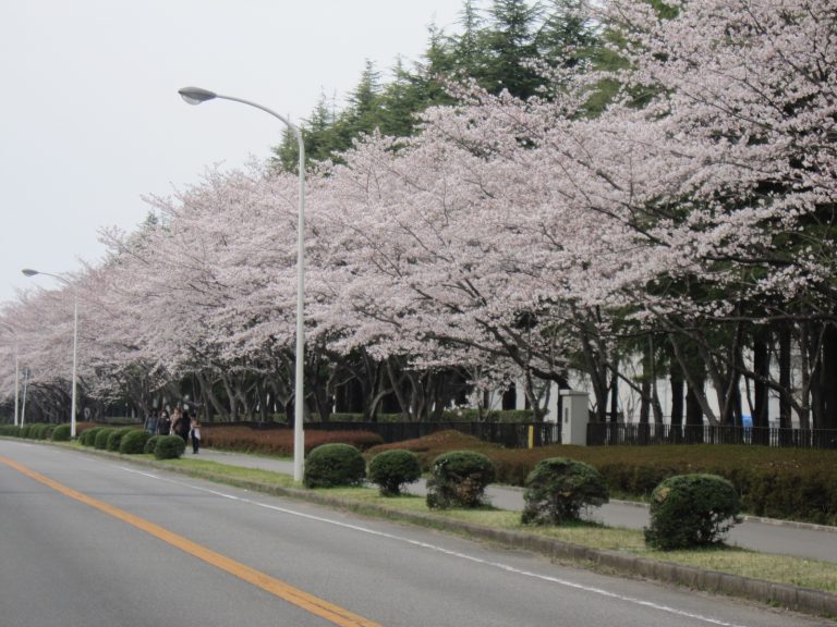 さくらの花見でも髪が乱れないカット！